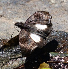 Theagenes albiplaga