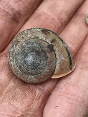 Helminthoglypta exarata