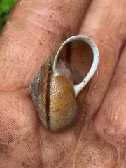 Helminthoglypta exarata