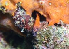 Microlipophrys nigriceps