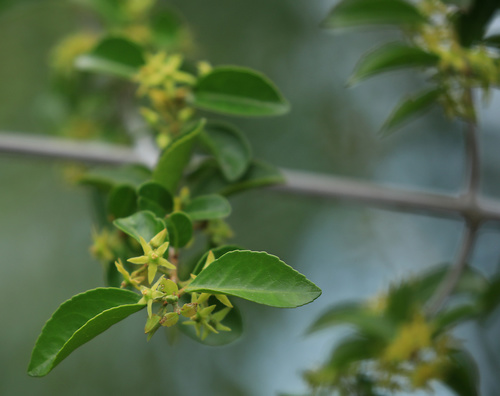 Loeseneriella crenata (Loeseneriella crenata)