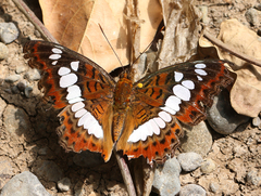 Moduza procris undifragus