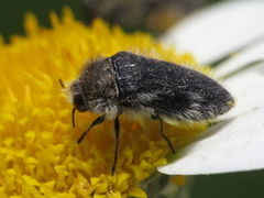 Acmaeoderella lanuginosa