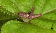 Romaleidae