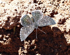 Exoplisia myrtis