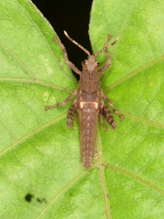 Romaleidae