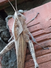Orthoptera