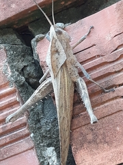 Orthoptera