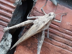 Orthoptera