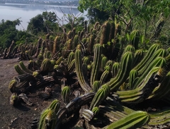 Coleocephalocereus fluminensis