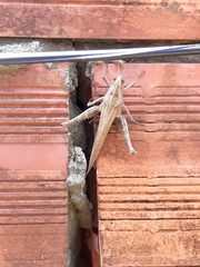 Orthoptera