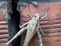 Orthoptera