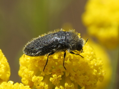 Acmaeoderella lanuginosa