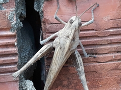 Orthoptera
