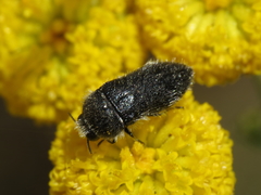 Acmaeoderella lanuginosa