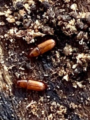 Micromimus corticalis