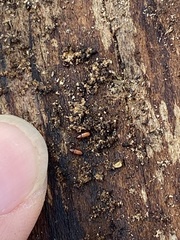 Micromimus corticalis