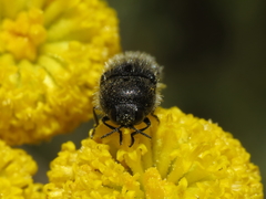 Acmaeoderella lanuginosa