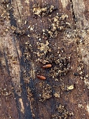 Micromimus corticalis