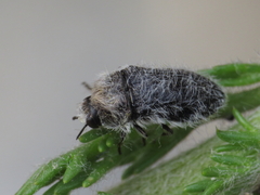 Acmaeoderella lanuginosa