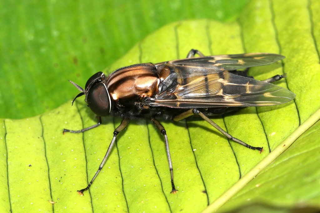 Timber Flies