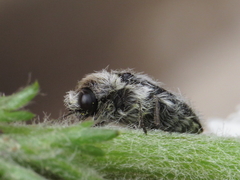 Acmaeoderella lanuginosa