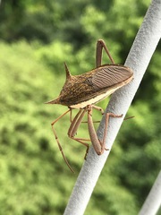 Aspilosterna albovittata