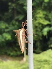 Aspilosterna albovittata