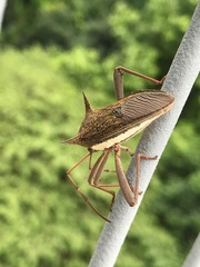 Aspilosterna albovittata
