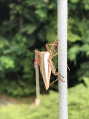 Aspilosterna albovittata