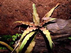 Cryptanthus acaulis
