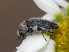 Acmaeoderella lanuginosa