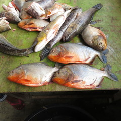 Pygocentrus nattereri