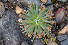 Plantago monanthos monanthos