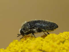 Acmaeoderella lanuginosa