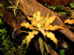 Cryptanthus acaulis