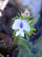 Psoralea elegans