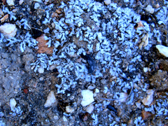Riccia villosa