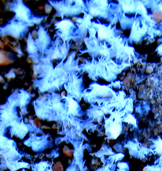 Riccia villosa