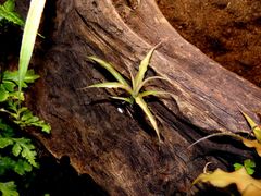 Cryptanthus acaulis