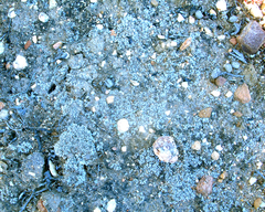 Riccia villosa