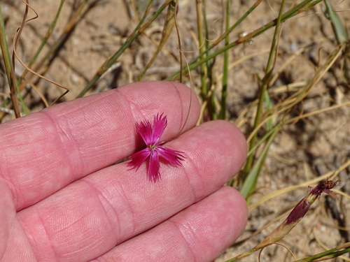 Image of Dianthus bolusii by (c) Shaun Swanepoel, some rights reserved (CC BY)