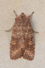 Lithophane semiusta