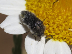 Acmaeoderella lanuginosa
