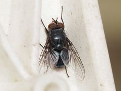 Calliphora genarum