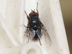 Calliphora genarum