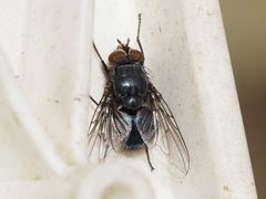 Calliphora genarum