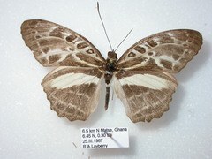 Catuna angustatum