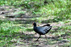 Gallinula galeata cachinnans