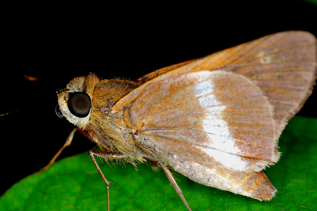 Conflua Skipper